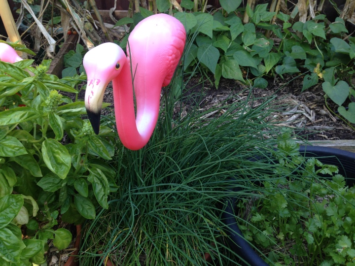 Our herbs and scare-flamingo!